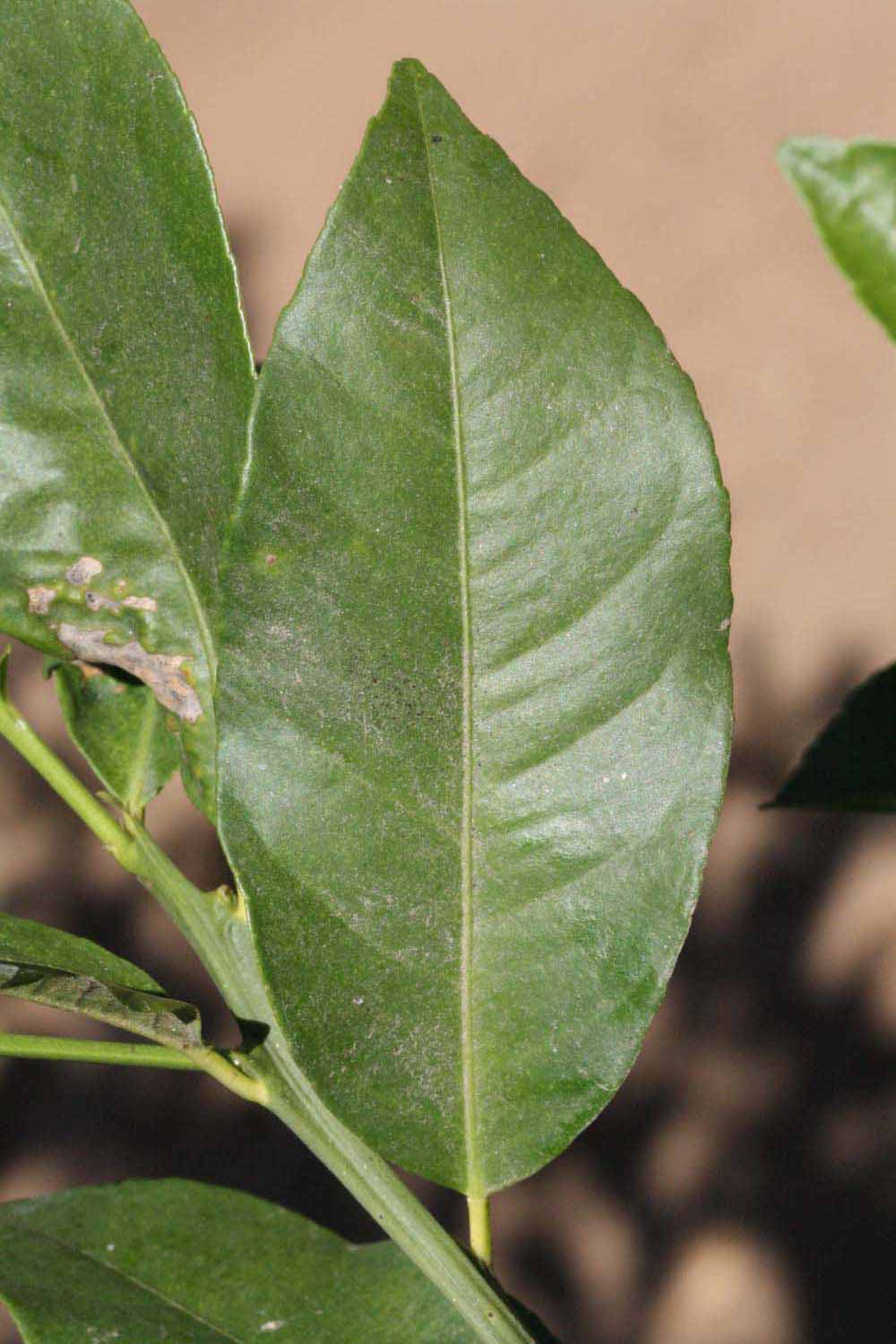            Unifoliolate leaf of  Citrus limonia         (Borneo Rangpur, Riverside,   CA)   